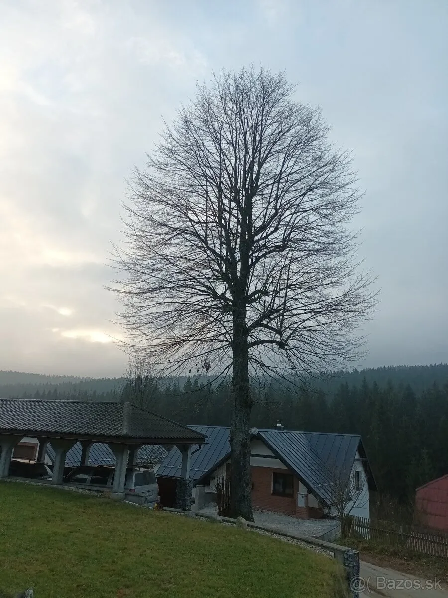 Rizikový výrub