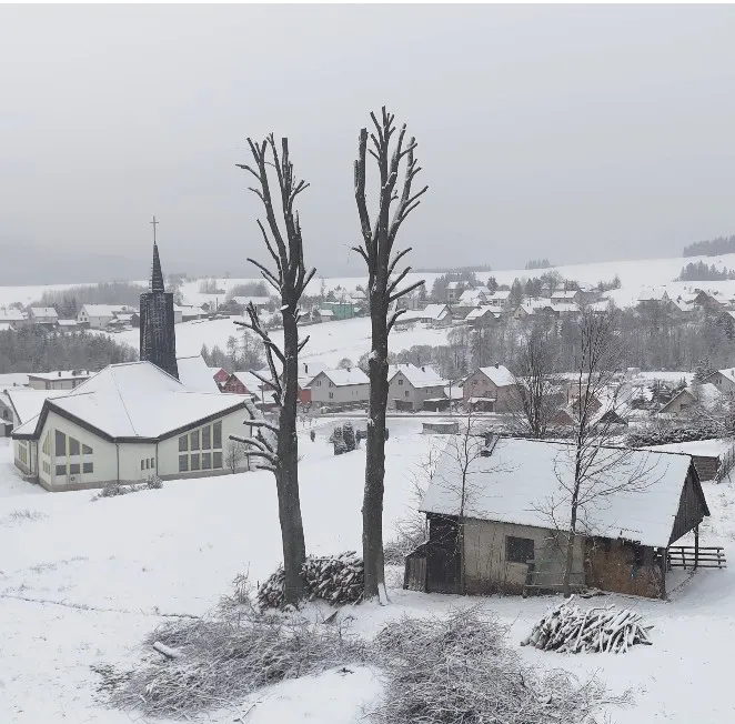 Realizácia výrubu stromu — Pílenie stromov Orava