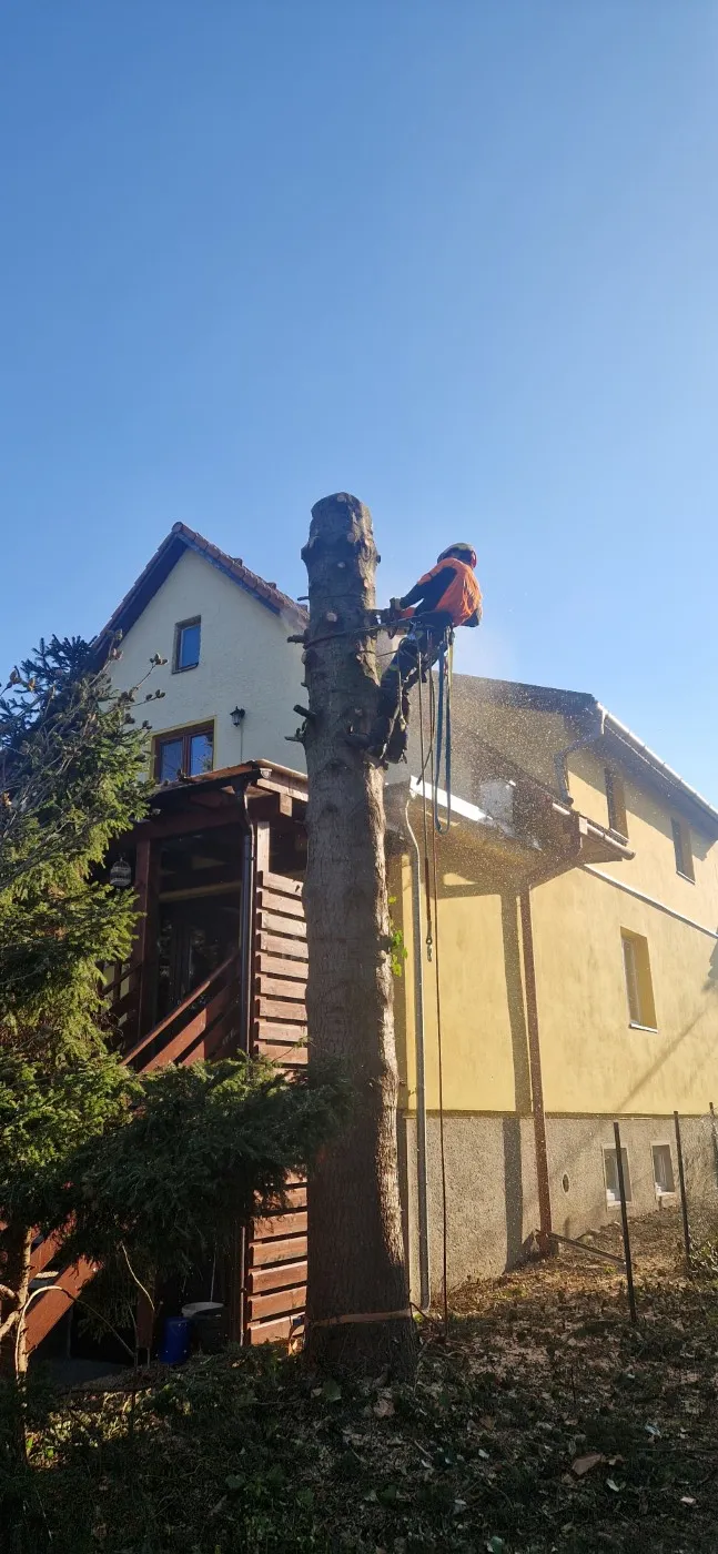 Práca arboristu v korune stromu